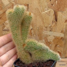 Notocactus leninghausii crestato Vaso 7 cm Cod.0310-16