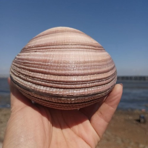 10cm natural seashell conch - seashell,