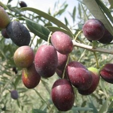 PIANTA DI ULIVO CORATINA in