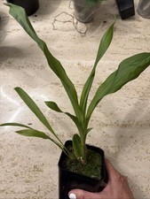 Orchid live Lycaste powellii x