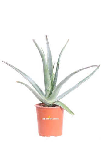 Pianta vera aloe - pianta,