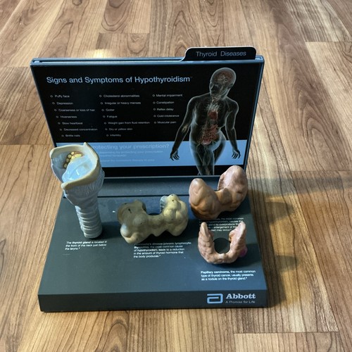 Modello tiroideo anatomico