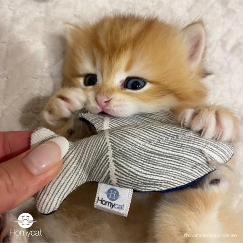 Homycat pesce giocattolo - homycat,