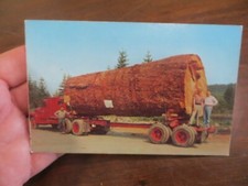 LOG DI ABETE GIGANTE, 13.000