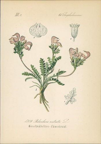 Chromolithographie - ,
