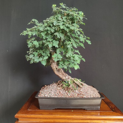 Pre bonsai biancospino - di,