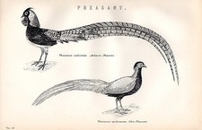 1880 Stampa ~ Storia Naturale