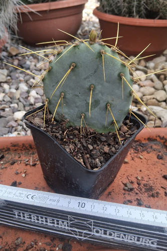 Opuntia chisoensis cactus