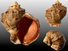Muricidae, Rapana Venosa