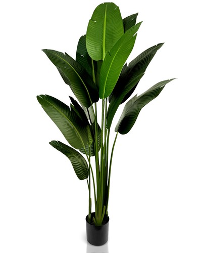 Ivoq strelitzia pianta - strelitzia,