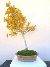 BONSAI Punica granatum Nana -