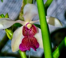 Vanda teres ibrido 'Dragon