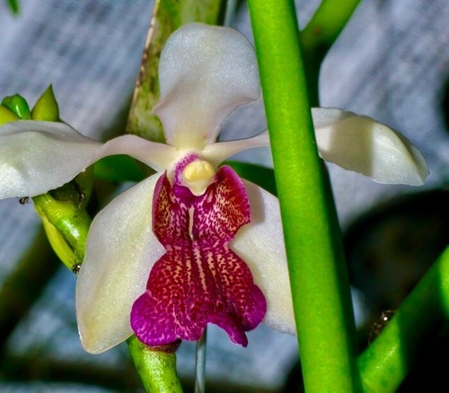 Vanda teres ibrido - , 'dragon
