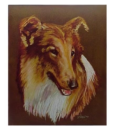 Collie cane lassie stampa - collie,