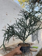 Bonsai euphorbia tirucalli - bonsai,