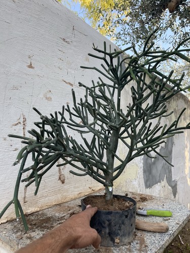 Bonsai euphorbia tirucalli - bonsai,