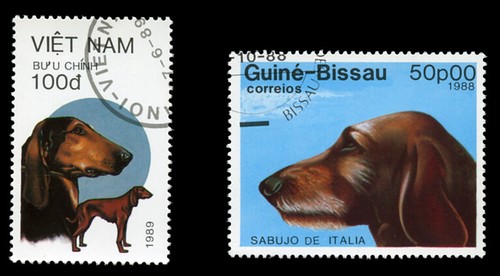 Italian segugio italoano dog - italian,