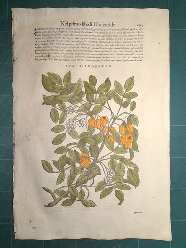 Mattioli matthioli erbario - matthioli,