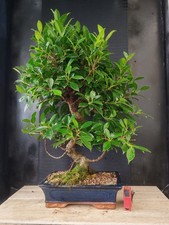 bonsai   ficus retusa  h 67 cm