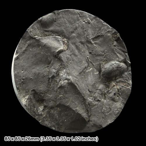 Carbonicola freshwater bivalve - freshwater,