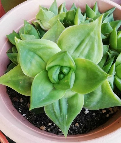 Piantine grasse haworthia - piantine,