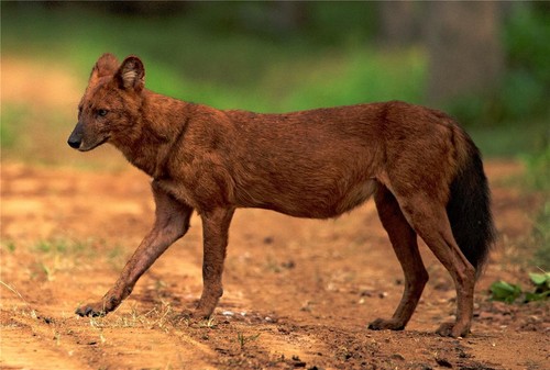 Asian wild dhole dog - wild,