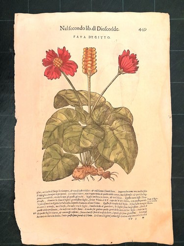Mattioli matthioli erbario - mattioli, a