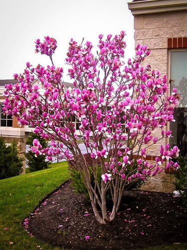 Magnolia susan porpora - susan,