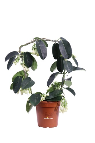 Pianta stephanotis - di,