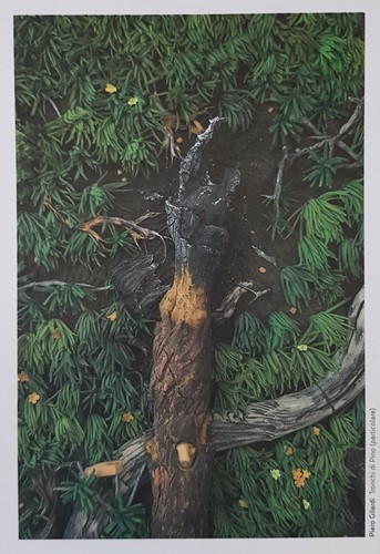 Piero gilardi tronchi di - piero, :