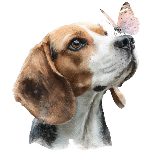 Adesivi beagle auto - adesivi,