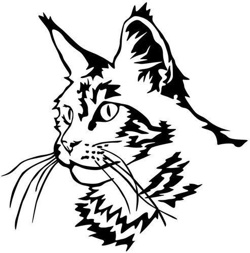 Adesivo maine coon sticker - -,