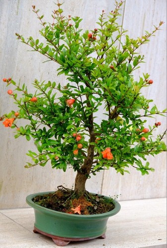 Prebonsai bonsai melograqno - prebonsai,