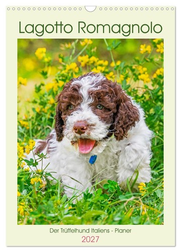 Lagotto romagnolo der - lagotto,