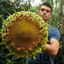 GIRASOLE GIGANTE HULK / AFFINAMENTO SELEZIONE XXL - FIORI ENORMI, 10 SEMI