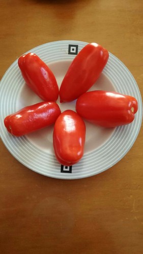 Semi pomodoro san marzano - 50,