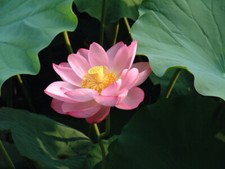 Fiore di loto Nelumbo nucifera