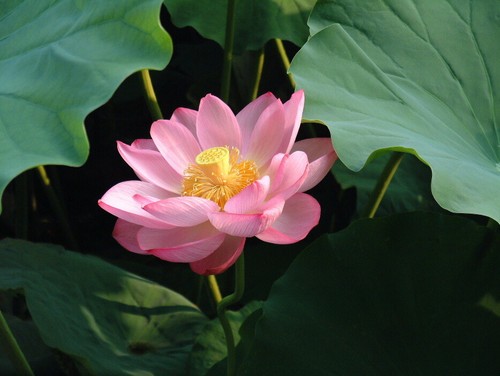 Fiore loto nelumbo - nelumbo, nucifera