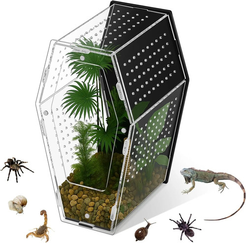 Habitat ragno saltante