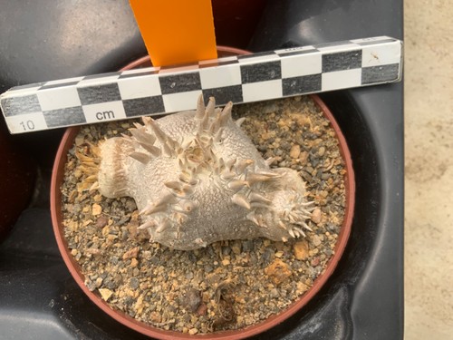 232 pachypodium brevicaule - pachypodium,