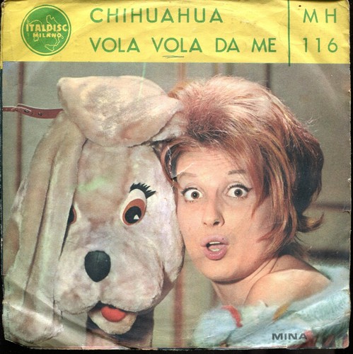 Mina chihuahua vola - mina-chihuahua/vola, da
