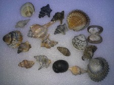 conchiglie di mare decorazioni