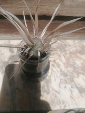 Pianta grassa cactus spina - pianta, grassa-