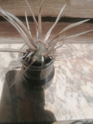 Pianta grassa cactus spina di - grassa-,