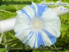 Mountain Stream Keiryu