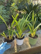 Orchidea rara cymbidium - orchidea,