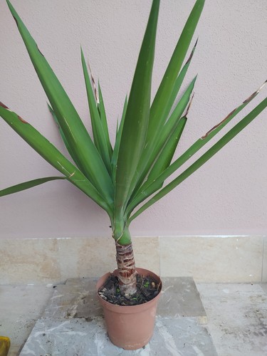 Yucca tronchetto della - tronchetto,