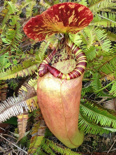 Nepenthes sumatrana pianta - nepenthes,