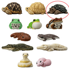 Tartaruga a scatto alligatore