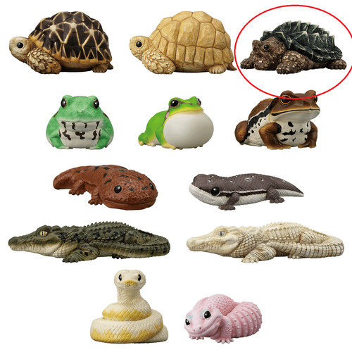 Tartaruga scatto alligatore - tartaruga, a